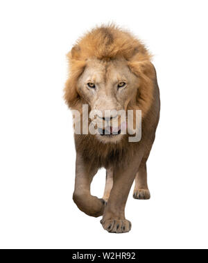 male lion (panthera leo) walking isolated on white background Stock Photo