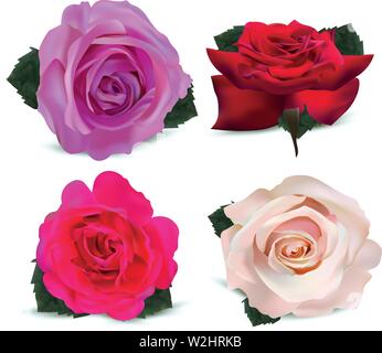 Vintage arrangement of yellow and red roses Stock Vector Image & Art ...
