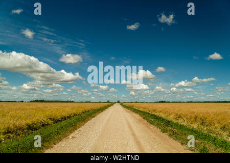 Dirt road surrounded by agricultural fields with nice blue sky in background Stock Photo