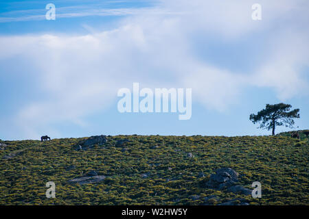 field full of gorse with blue sky in galicia Stock Photo