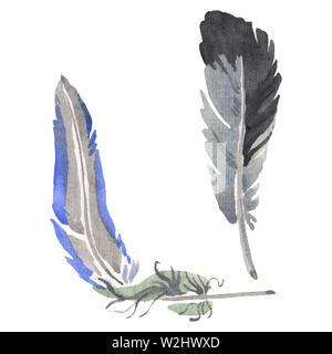 Bird feather from wing isolated. Watercolor background illustration set ...