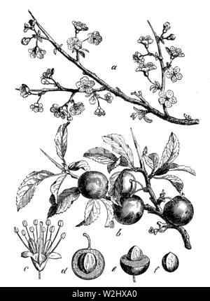 , Prunus spinosa,  (botany book, 1898) Stock Photo