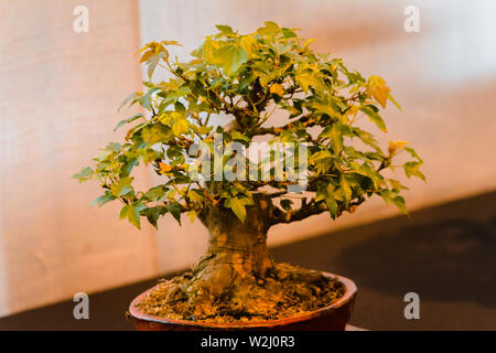 Japanese maple bonsai tree on display at a show in Grand Rapids Michigan