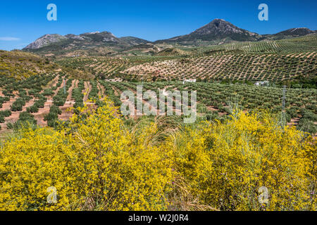 Olive tree orchards, Sierra Ahillos in distance, near Alcaudete, Jaen province, Andalusia, Spain Stock Photo