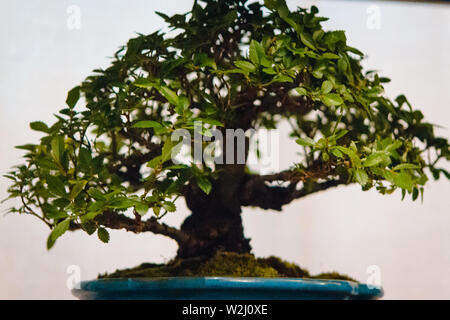 large japanese maple bonsai tree