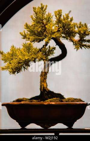 tiny pine bonsai tree at a show in Grand Rapids Michigan Stock Photo
