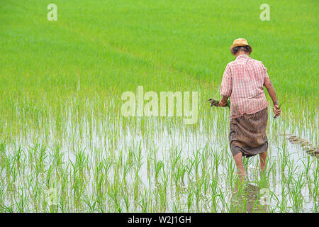 The farmer is a woman Wear a hat holding rice planted in paddy field with The wetlands at BangYai Park , Nonthaburi in Thailand. June 30, 2019 Stock Photo