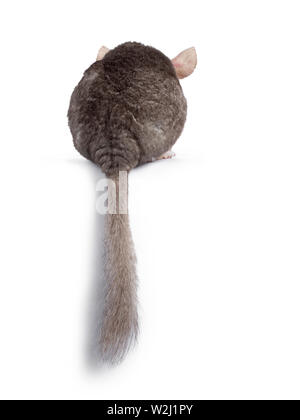Cute grey Chinchilla, ssitting backwards. Isolated on white background. Long tail hanging down from edge. Stock Photo