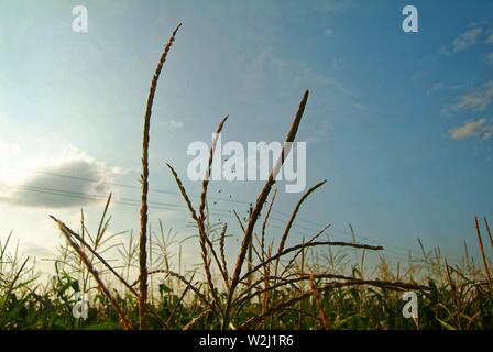 corn field on a bright day in autumn, Russia Stock Photo