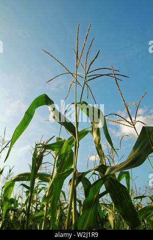corn field on a bright day in autumn, Russia Stock Photo