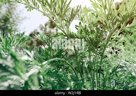 Common wormwood in garden, close up with selective focus Stock Photo