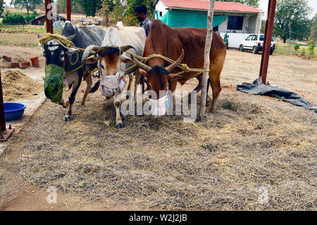 Threshing or separating grain Stock Photo