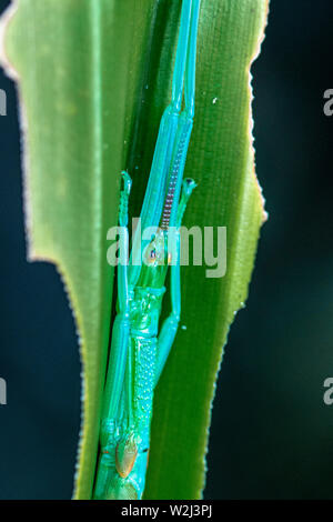 Megacrania batesii, the peppermint stick insect, found only in a small part of the Daintree rainforst, Queensland, Australia Stock Photo