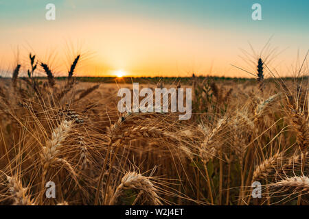 Ripe ears of wheat in field at sunset ready for harvesting season Stock Photo