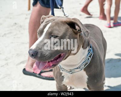 American Pit Bull Terrier on leash at the pet-friendly 2019 Texas Sandfest in Port Aransas, Texas USA. Stock Photo