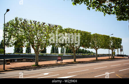 Row of pollarded trees with rectangular shaped canopy, branches in Chalon Sur Saone, Burrgundy, France on 3 July 2019 Stock Photo