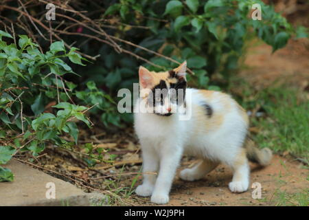 Cute tricolor kitten in a garden Stock Photo