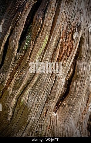 Ancient Yew tree wood grain with cracked and weathered surface concept Stock Photo