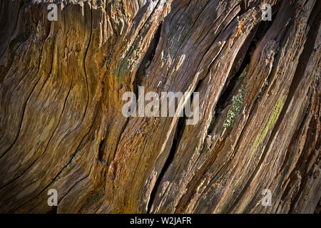 Ancient Yew tree wood grain with cracked and weathered surface concept Stock Photo