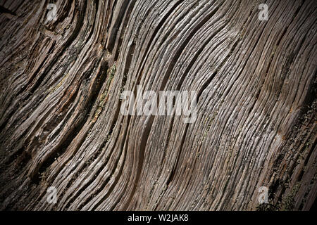 Ancient Yew tree wood grain with cracked and weathered surface concept Stock Photo