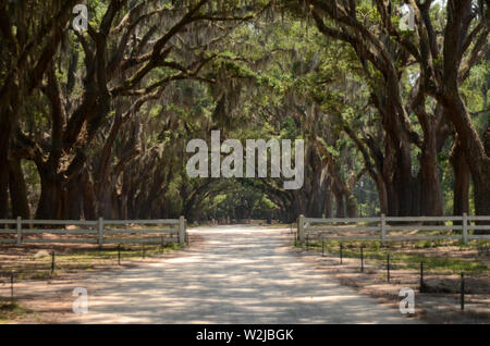 The picturesque road lined with more than four hundred live oak trees that hang over Oak avenue lead right to  Wormsloe historic site and  plantation Stock Photo