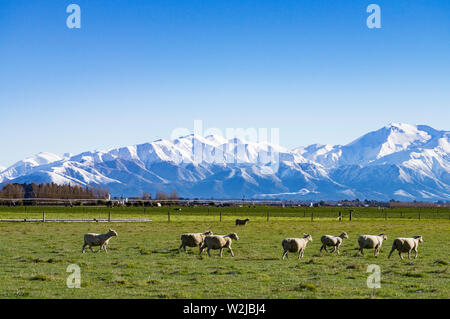 Sheep grazing in a field on the Canterbury plains, New Zealand, with southern alp mountains and blue sky in background. Stock Photo