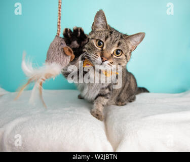 Brown Tabby Cat Playing with a Toy in Studio