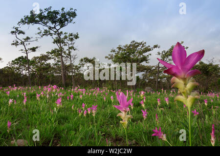 Siam tulips (Curcuma alismatifolia) blooming in the jungle at Chaiyaphum province, Thailand Stock Photo
