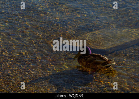 The golden light of the evening shines on the water and the duck. Stock Photo