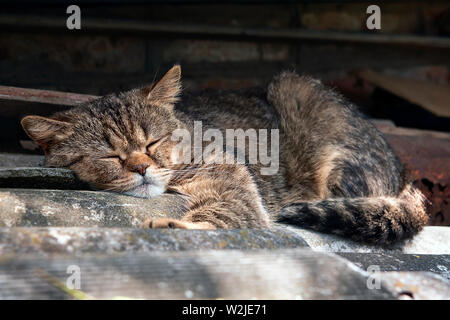 large gray tabby cat sleeping on the roof Stock Photo