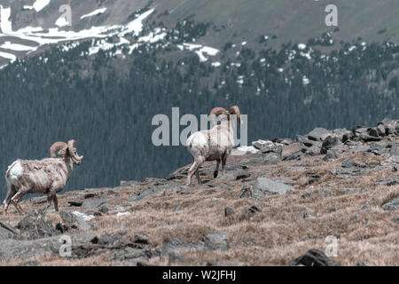 Big Horn Sheep In the Colorado Rocky Mountains Stock Photo