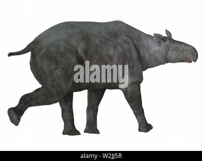 Paraceratherium was a herbivorous mammal that lived in Eurasia during the Eocene and Oligocene Periods. Stock Photo