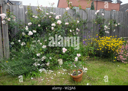 New Dawn climbing rose bush in bloom by a fence in June in the back yard flower garden of a new build house in Cardiff Wales UK  KATHY DEWITT Stock Photo