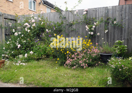 Rose bush in bloomby a fenceand perennials  in June in the back yard flower garden of a new build house in Cardiff Wales UK  KATHY DEWITT Stock Photo