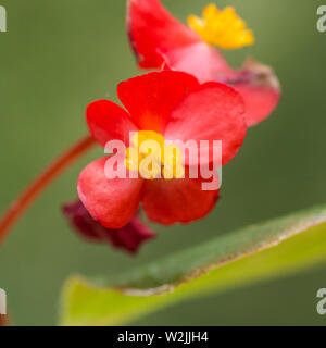 A macro shot of a small red begonia bloom. Stock Photo