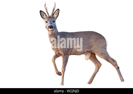 Roe deer buck in winter coating with antlers walking isolated on white Stock Photo