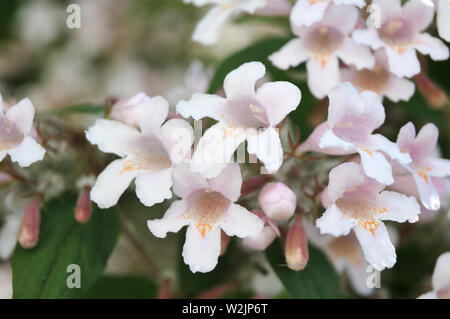 close-up of bell shaped flowers of linnea amabilis, the beauty bush in spring Stock Photo