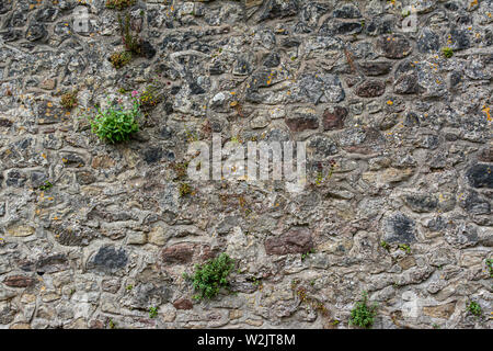 A stone wall of irregularly shaped stone with plants growing in it Stock Photo