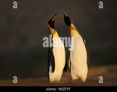 Close up of King penguins (Aptenodytes patagonicus) standing on a sandy coast at sunrise, Falkland Islands.