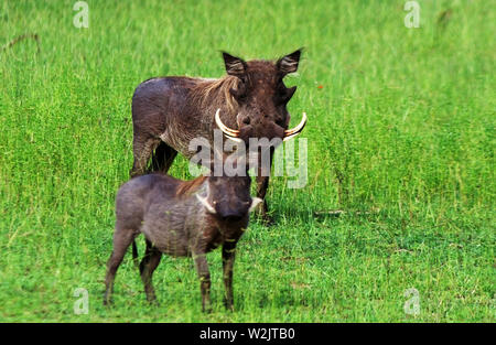 A large mature warthog, who will often associate with the females and their young within his territory though the bonding is tenuous. Stock Photo