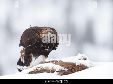 Golden Eagle (Aquila chrysaetos) in the falling snow in winter. Stock Photo