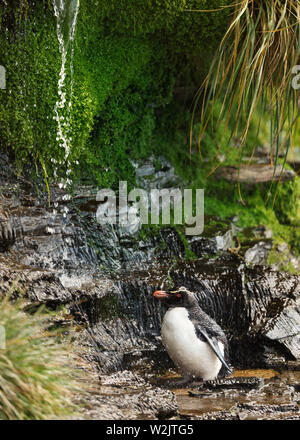 Close up of a Southern rockhopper penguin taking shower under a stream of water, Falkland Islands. Stock Photo