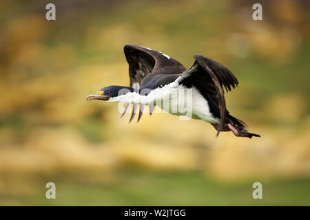 Close-up of an Imperial shag (Leucocarbo atriceps) in flight, Falkland Islands. Stock Photo