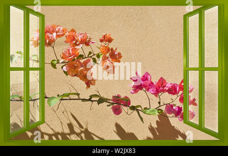 Colored flowers against a plaster wall seen from an open window - springtime concept Stock Photo