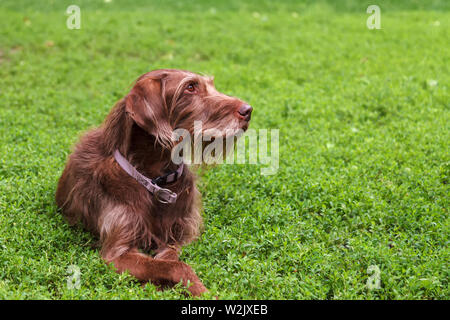 A hunting dog of a breed of drathaar lying on the green grass Stock Photo