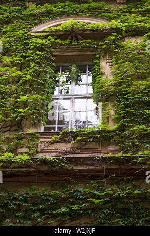The window of an old house overgrown with ivy. The green plant has completely covered the walls of the building Stock Photo