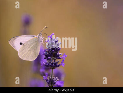 Cabbage White Butterfly on Lavender with copy space Stock Photo