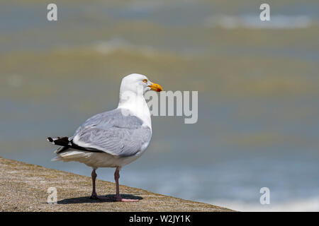 Adult European herring gull (Larus argentatus) perched on seawall in harbour along the North Sea coast Stock Photo