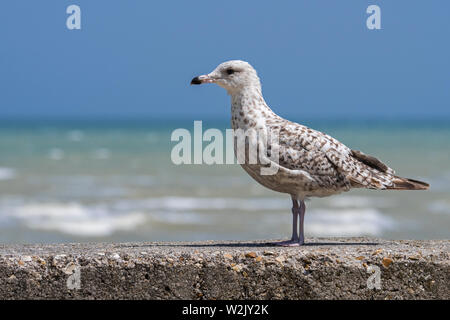 Juvenile European herring gull (Larus argentatus) in second summer plumage perched on seawall in harbour along the North Sea coast Stock Photo