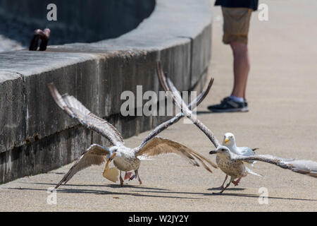 Juvenile European herring gulls (Larus argentatus) fighting over scraps / leftovers from tourists at seaside resort Stock Photo